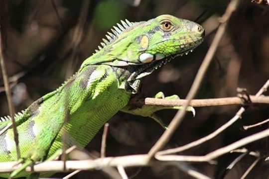 reptile in the Pantanal