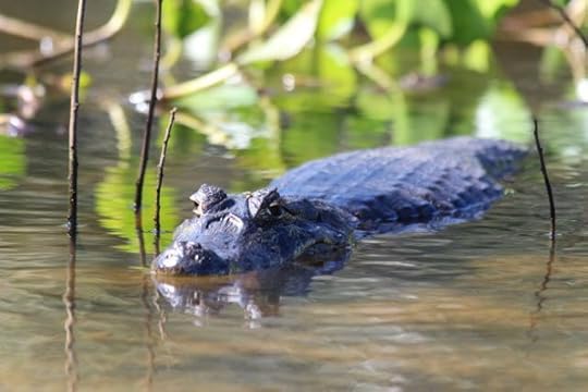 Caiman in the Pantanal