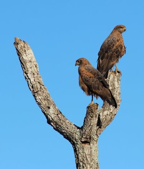 Hawks in the Pantanal