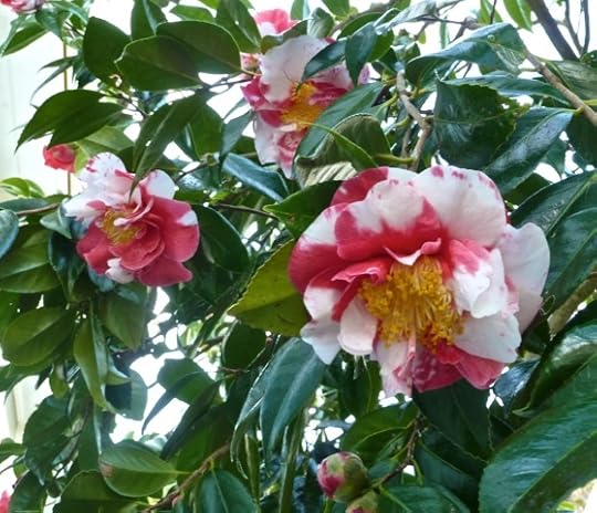 Kris Pearson - Guillio Nuccio var camellia