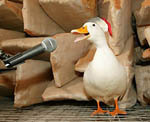 duck_santa_hat_med