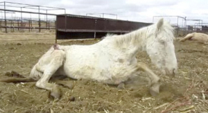 lamehorse