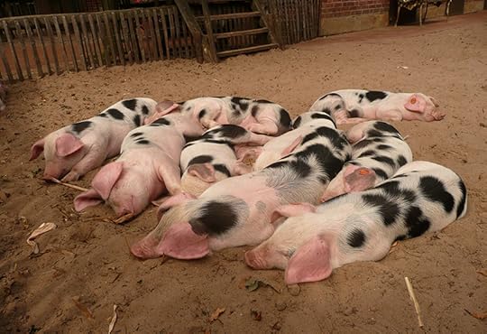 pigs