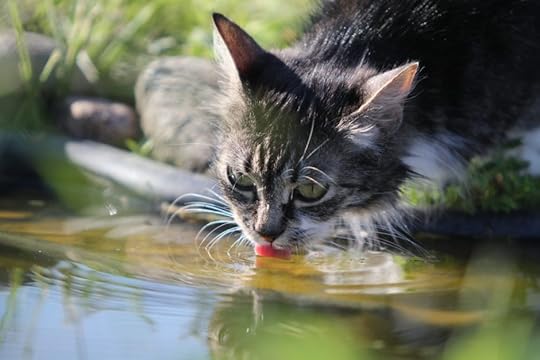 Grey cat drinks water from a pond