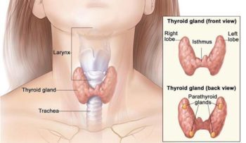 103 2 xHypothyroidism-Revolution2.jpg.pagespeed.ic.BY2FPq2Mf-
