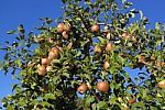 apples-on-the-tree-10017309