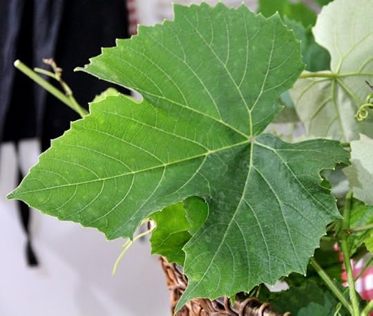 Garden Grape Leaves