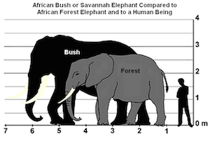 bush_v_forest-elephant