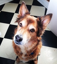 Photo: How to make non-toxic dog shampoo