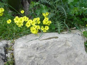 16. Yellow oxalis - all over Gozo BUT also called the English Weed cos an English woman brought it to Gozo in 1806!! Note the lizard.