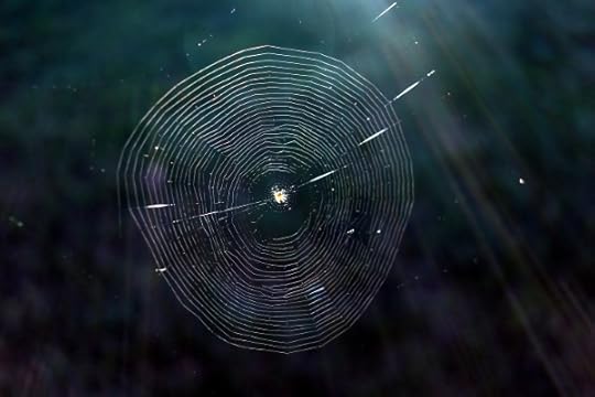 A spiderweb in the back yard of Chateau Steelypips, catching the early-morning light.