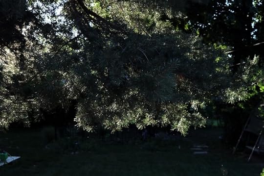 A low-hanging branch catching the morning sunlight.