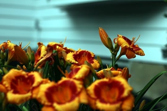 Tiger lilies in front of our house.