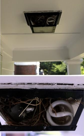 The bird nest in our front-porch light.