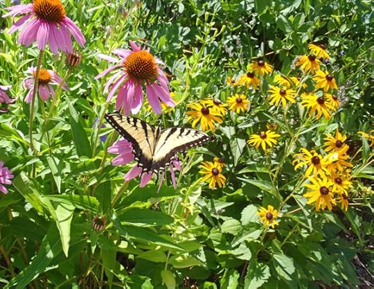 Swallowtail Butterfly in the Garden