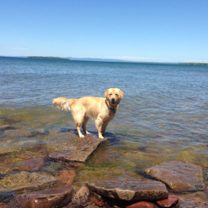 dog