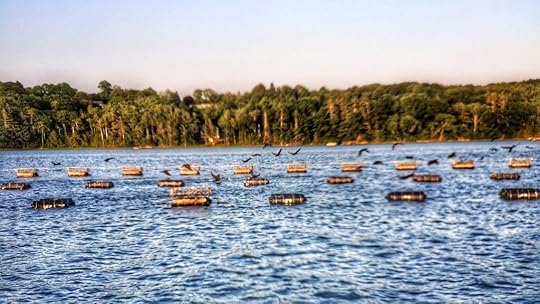 An oyster farm