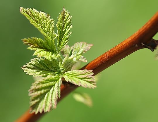 Young_shoot_-_Rubus_idaeus