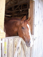 Paddy, my horse.