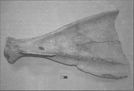 A tool made from a bison shoulder blade, which would be similar to the spade found in the bottom of one of the post holes.