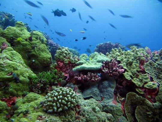 A coral reef in the Phoenix Islands Protected Area, near Coral Castles (click for credit)