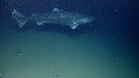 greenland shark
