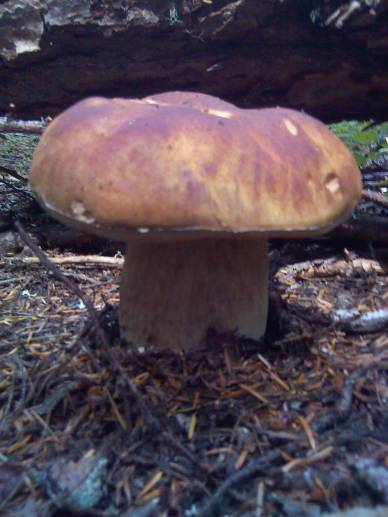 King Bolete