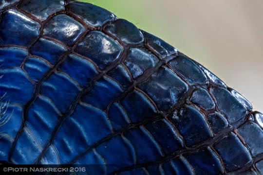 Birgus_scales