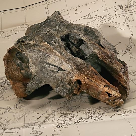 Dolphin skull