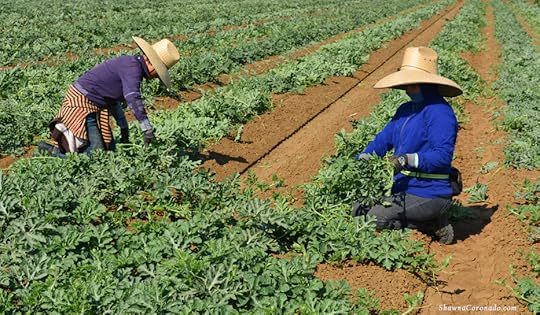 Watermelon Field Workers copyright Shawna Coronado