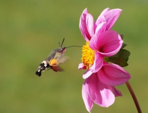 hummingbird-hawk-moth-542500_640
