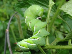 worm-245032_640