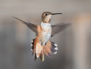 hummingbird-1538748_640