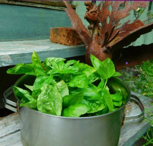 basil