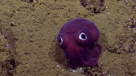 Stubby squid