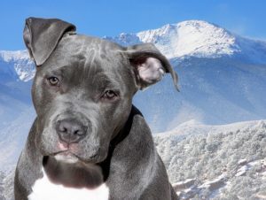 “Down the Pike” vs. “Down the Pipe” - Dog on Pike's Peak
