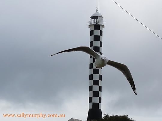 Seagull2