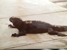iguana 01
