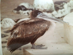pelican 01