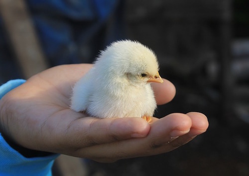 chick-913804_640.jpg