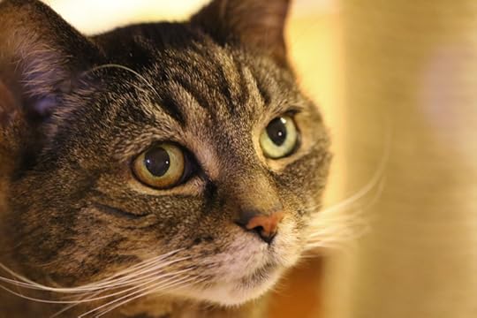 cat4a-800