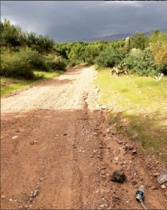 this is not a tennis ball. It's a tortoise. And that's not a hallway; it's a desert. Just work with me here.