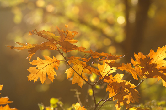 Autumn4