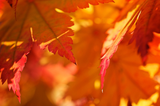 Autumn5
