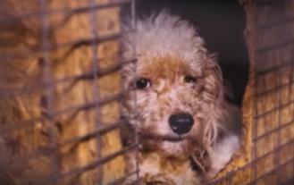 arc tn puppy mill