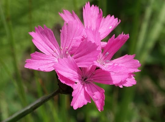Dianthus Flower