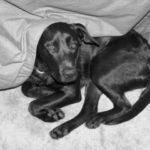 dogandblackandwhiteme039