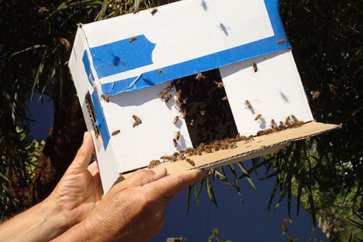 body_bee-box