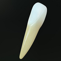 Lower incisor tooth