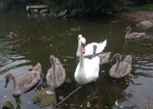 Och så matade jag svanar och änder.